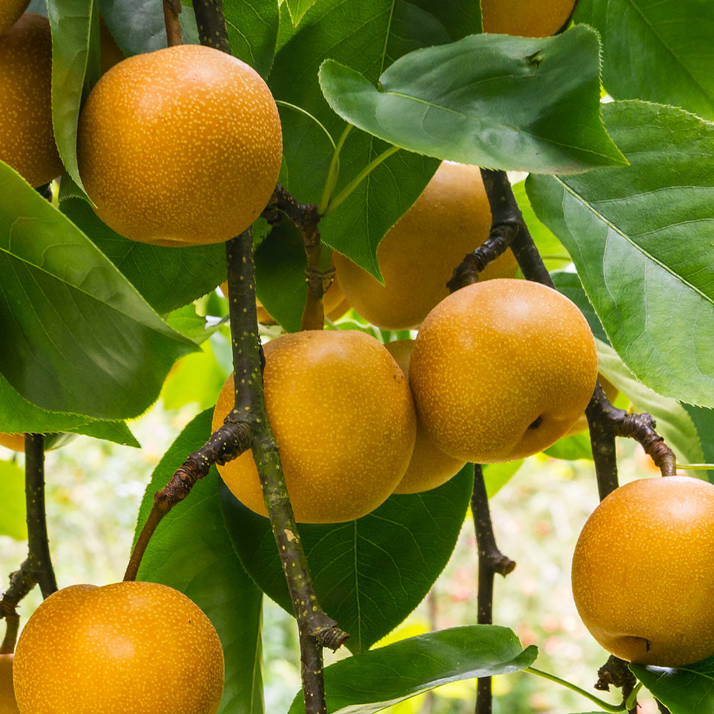 20thCentury_Pear_2_FGT