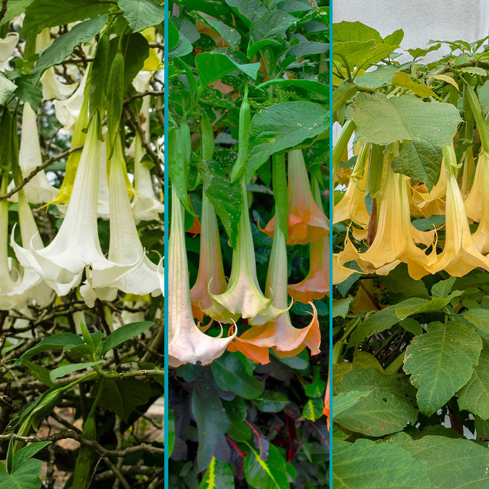 3_in_1_Angel_Trumpet-revised-with-yellow_0efd106d-bd40-4238-9629-a353a158fe1f