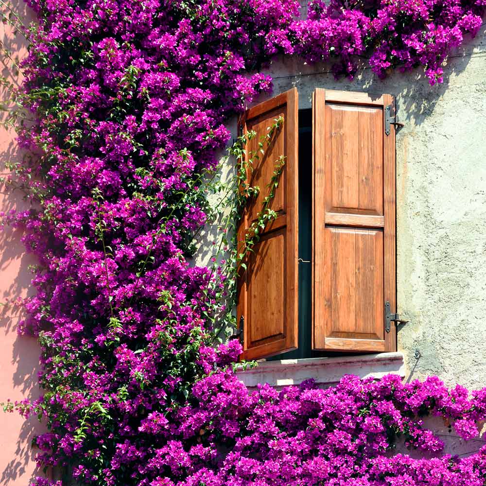 ALexandra_BOugainvillea_3_FGT