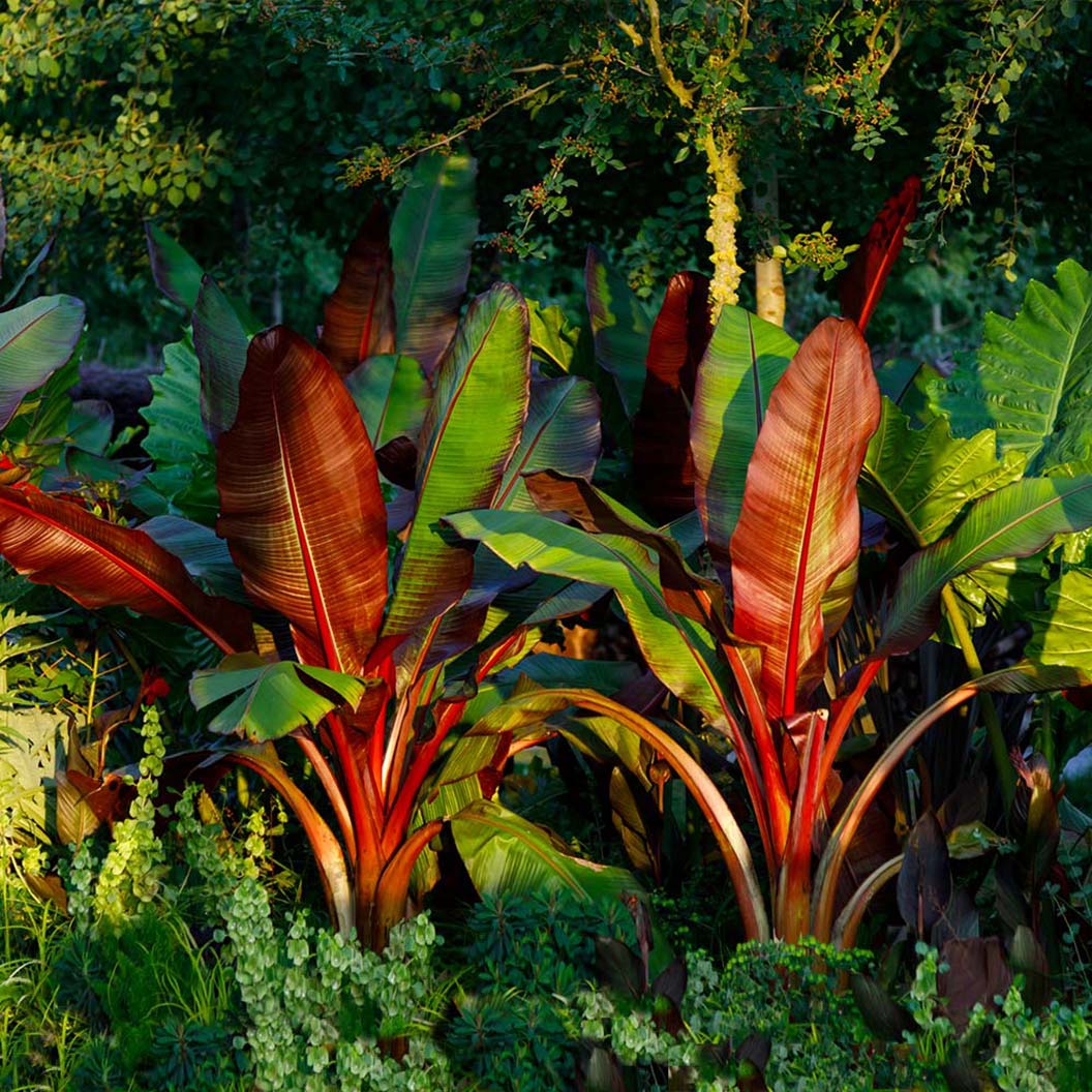 Abyssinian-Banana_Ensata_3_FGT_9b747118-3935-4686-8bca-33a2d8b633ce