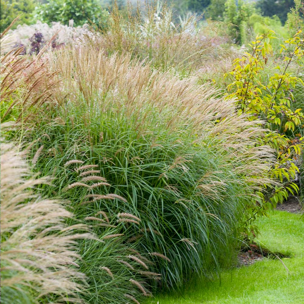 Adagio_Madien_Grass_2