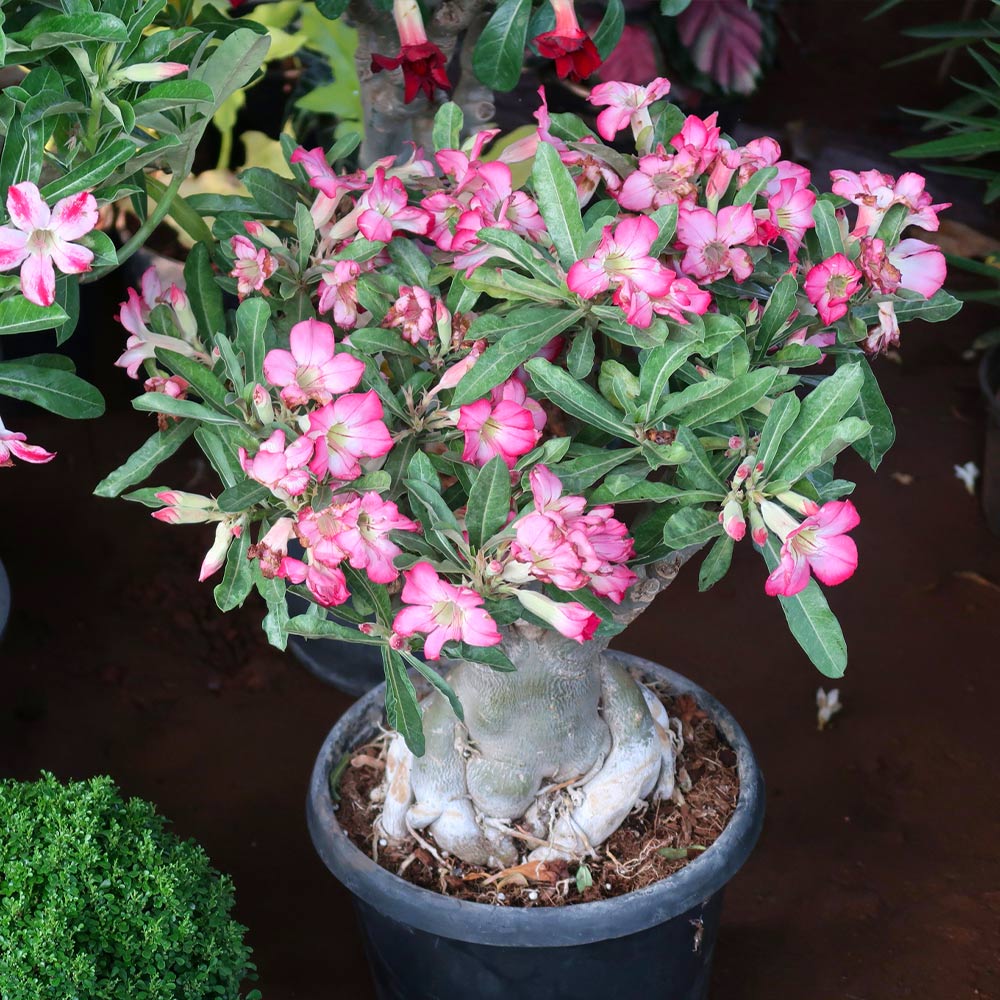 Adenium-obesum_3