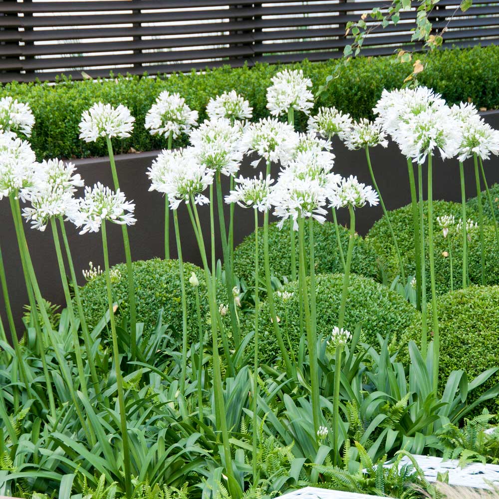 Agapanthus_white_2_FGT