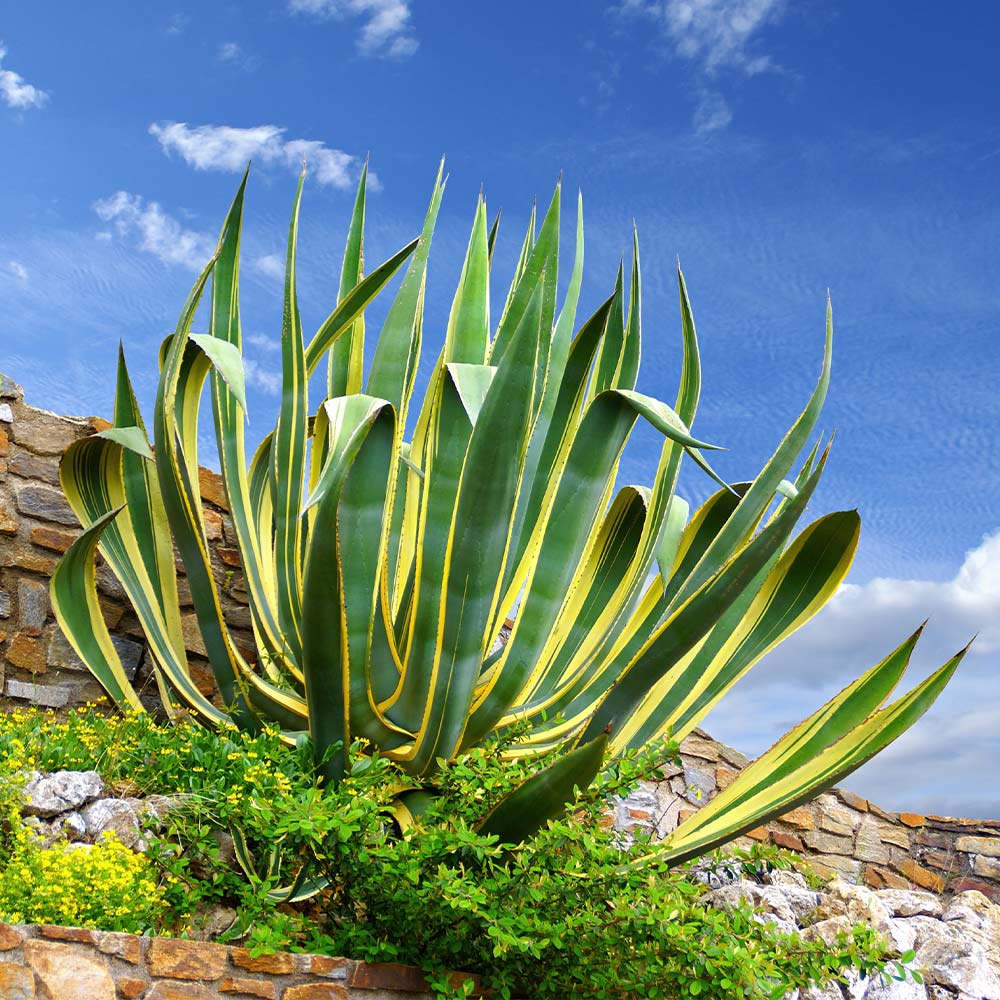 Agave-americana-var-marginata_Century_5_FGT