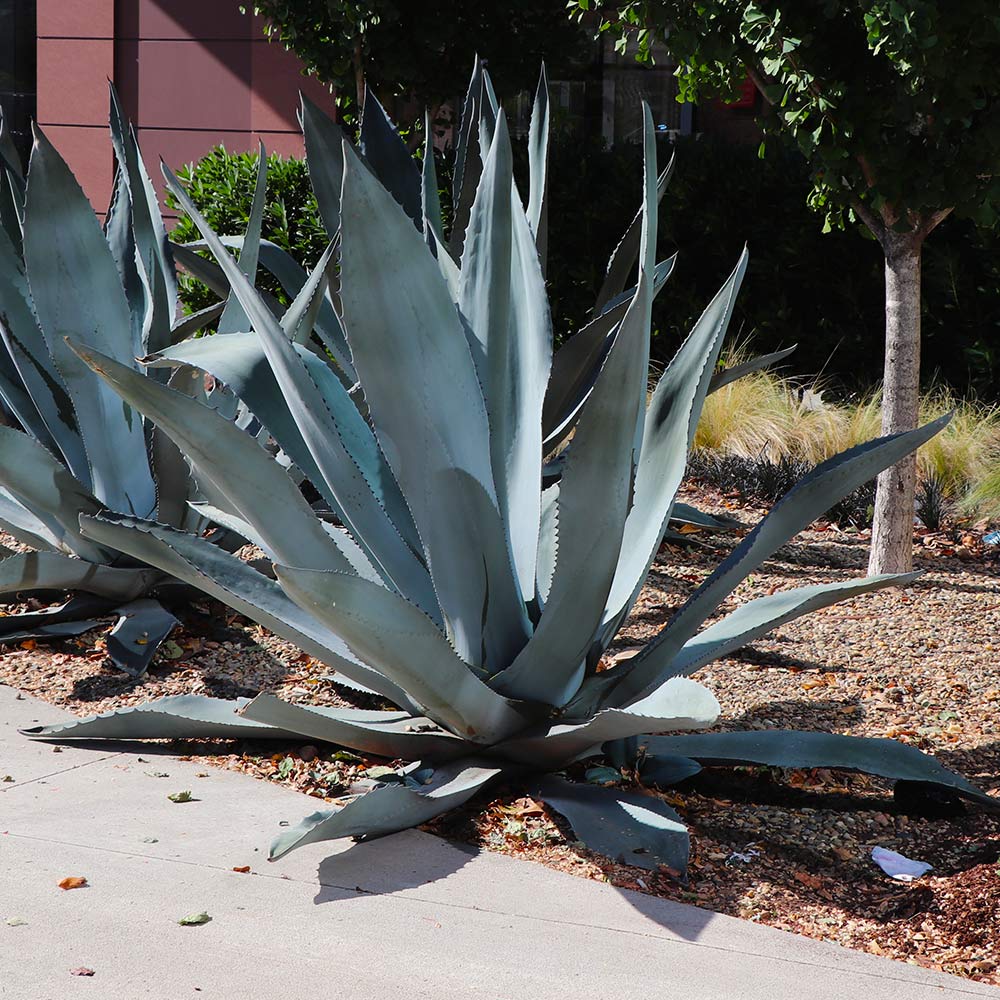 Agave_Americana_Blue_Century_5_FGT