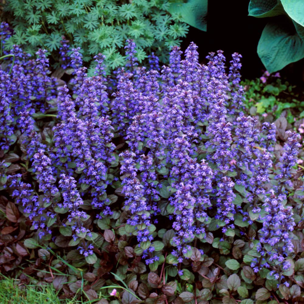 Ajuga_Reptans_Chocolate_Chip_7