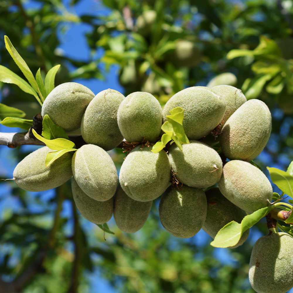 All-in-One_Almond_2_010014c1-518f-4510-ab84-3f2fefece8be