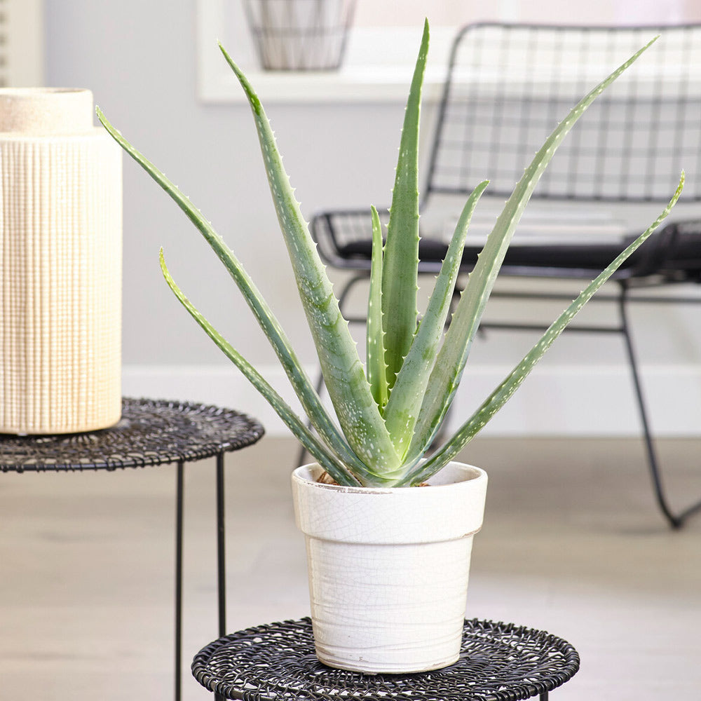 Aloe_Vera_5
