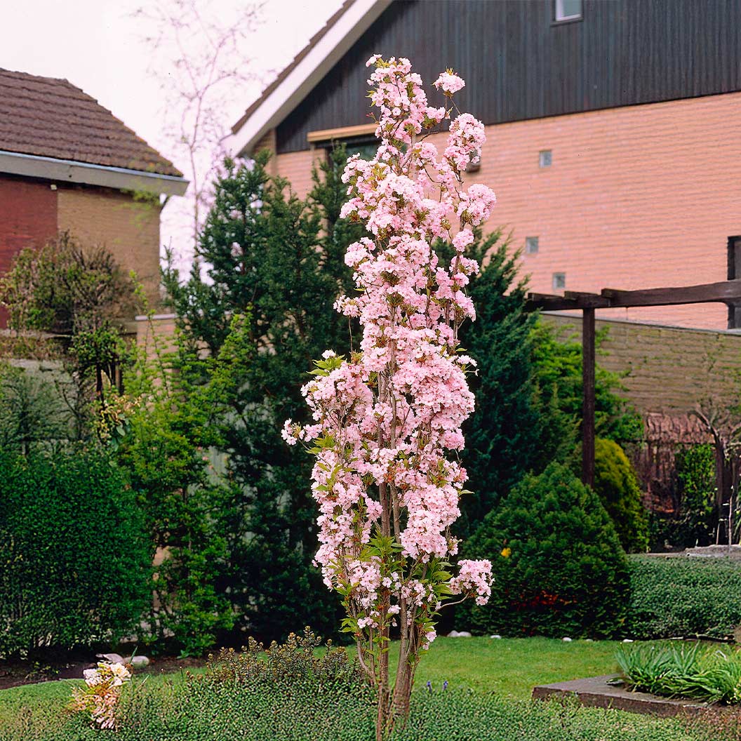 Amanagowa-Flowering-Cherry-Tree4_b311d169-632d-4311-b628-4eab5fd12914