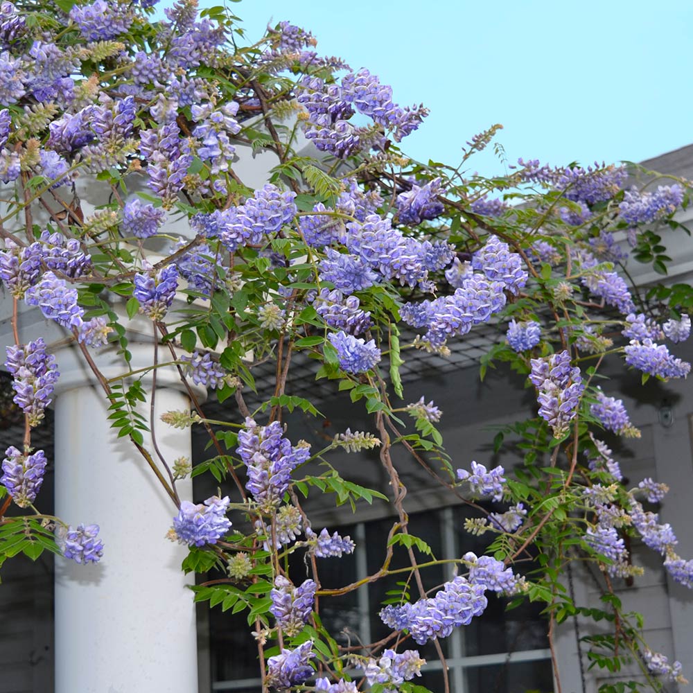 Amathyst_Falls_Wisteria_2_FGT