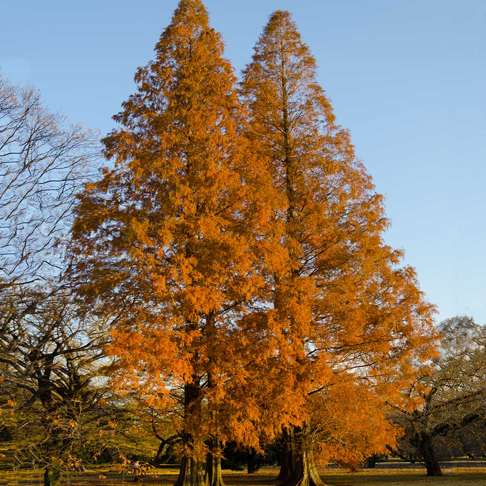 Amber_Redwood_2_FGT
