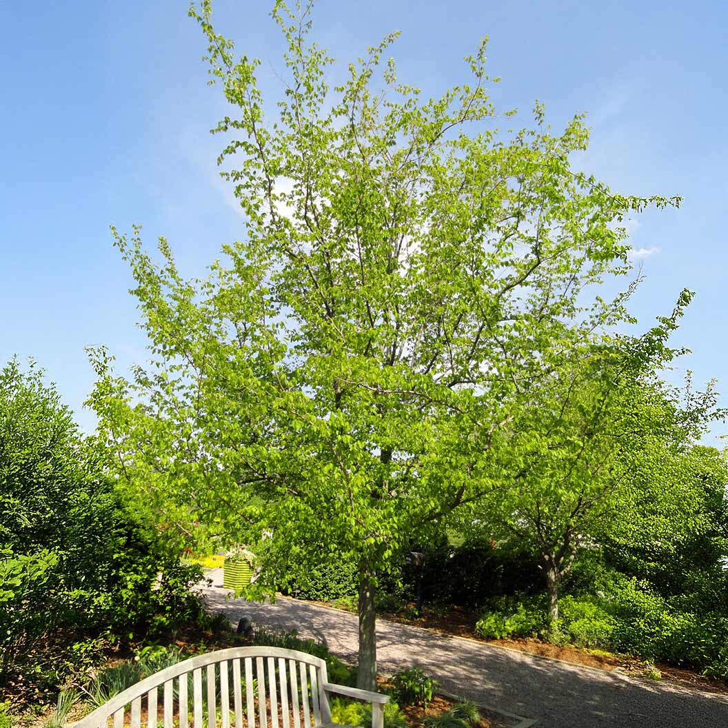American-Hornbeam-1_1bbf3645-c6de-4dc4-ae8f-02142cbce63e