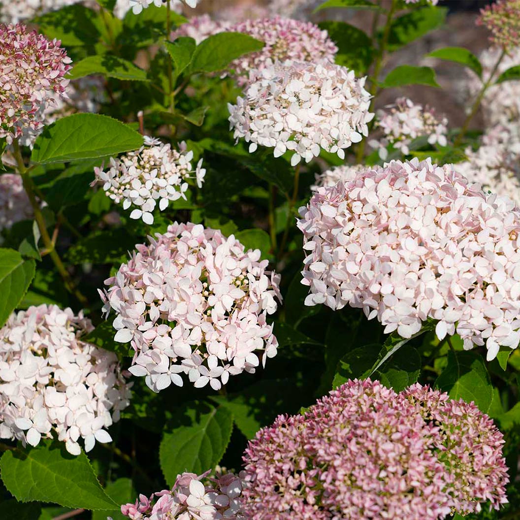 American-Lace-Hydrangea-pink-1_be84cbbe-6805-45fb-b4ec-c61c4e6ef2d3