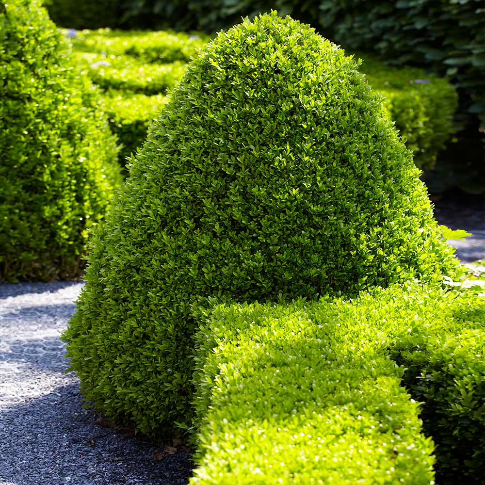 American_Boxwood_7_FGT