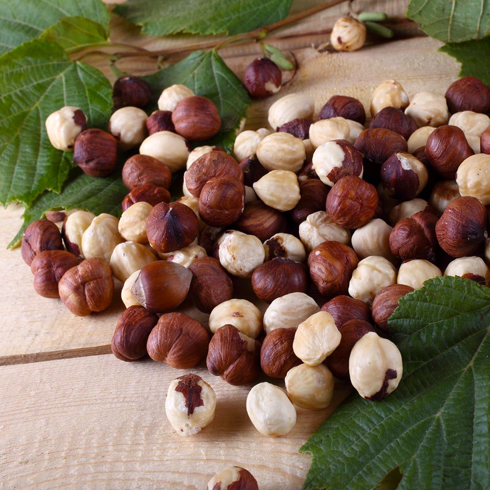 American_Hazelnut_3