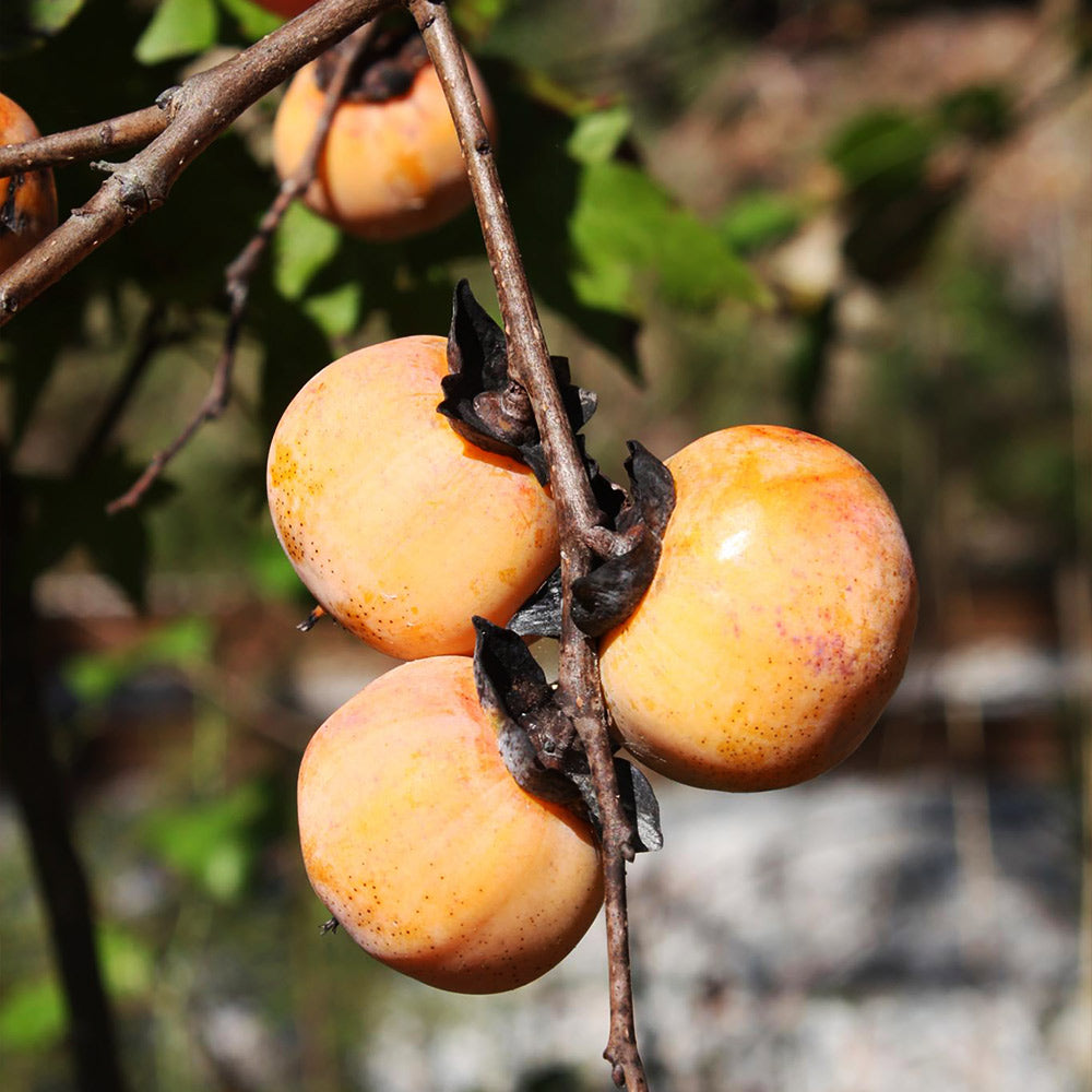 American_Persimmon_Tree_3