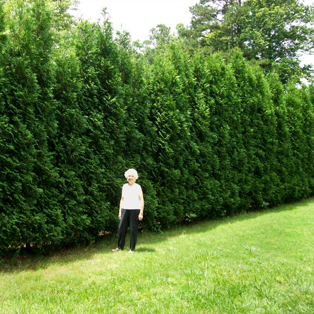 American_Pillar_Arborvitae_4