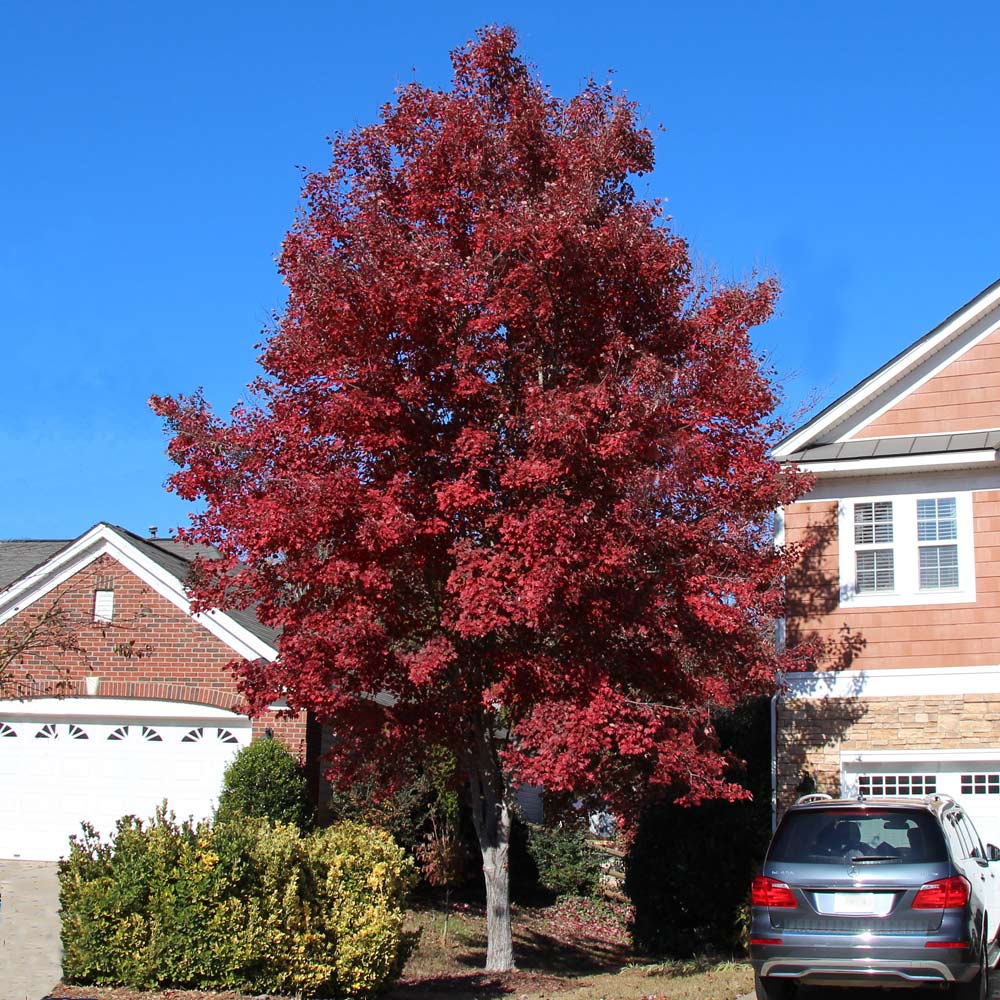 American_Red_Maple_1_FGT