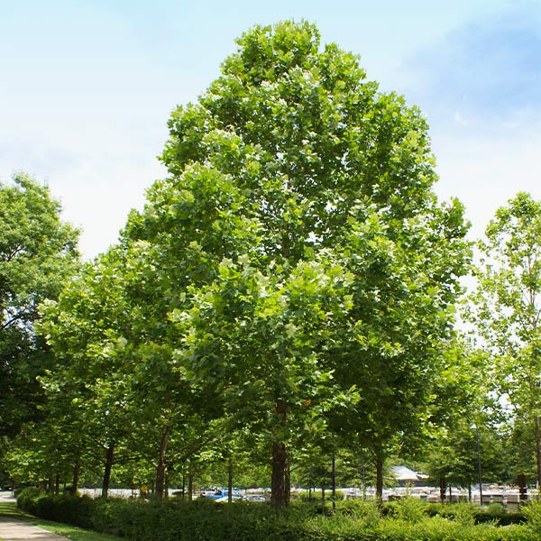 American_sycamore_FGT600x600