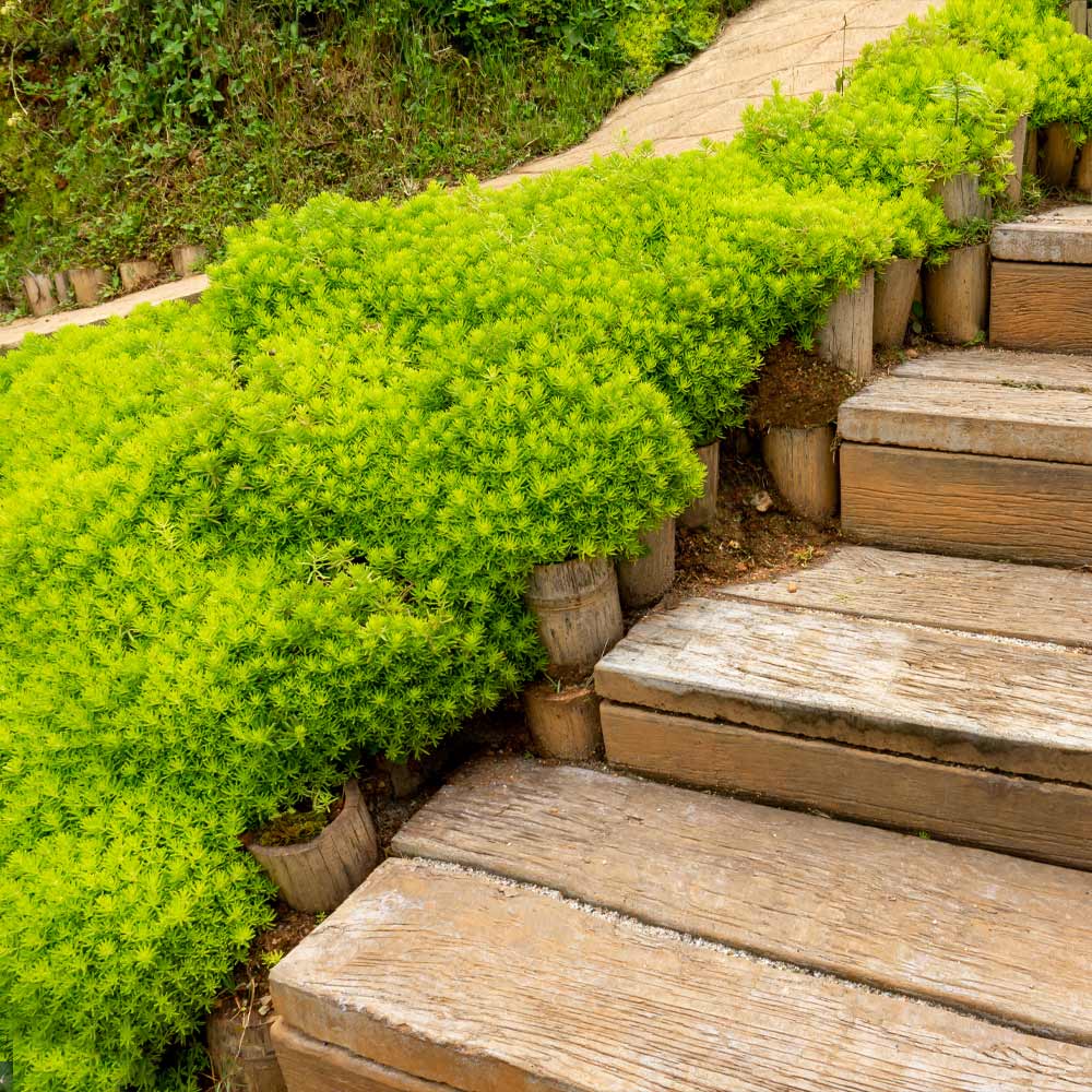 Angelina_Sedum_2