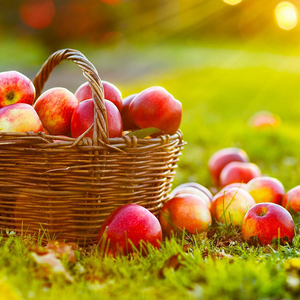 Anna_Apple_3