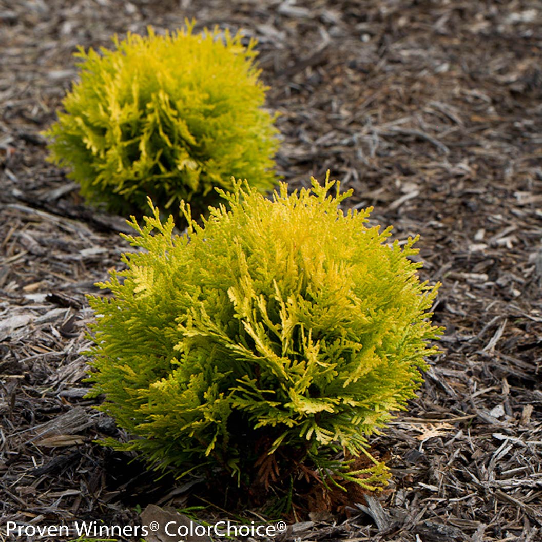 Anna_s-Magic-Ball-Arborvitae-3