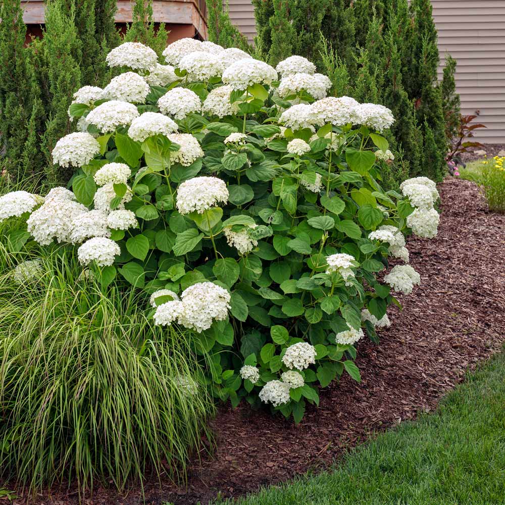 Annabelle_Hydrangea_2_FGT