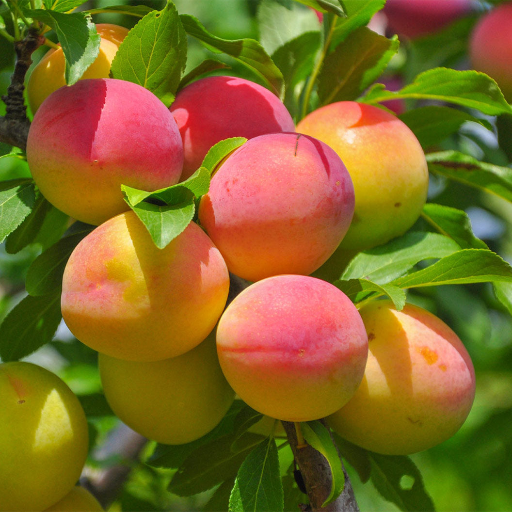 Apricot_Blenheim_4_FGT_e98fc89c-8195-4ad6-baca-20370c630fae