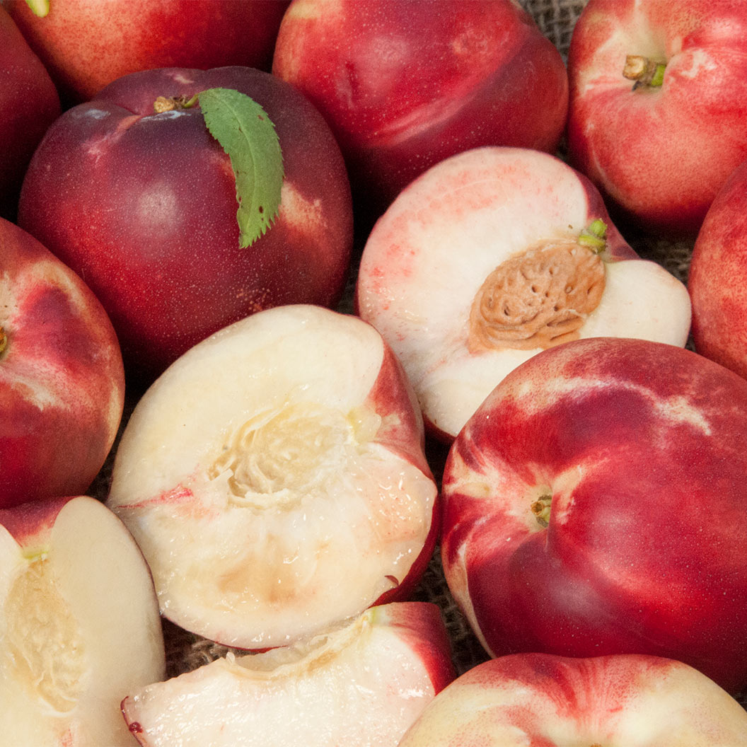 Arctic-Babe-Dwarf-nectarine-2_bb0a25e4-ac9b-4662-9c47-2a53aa1745d4