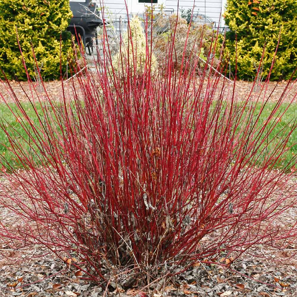 Arctic_Fire_Twig_Dogwood_4_FGT