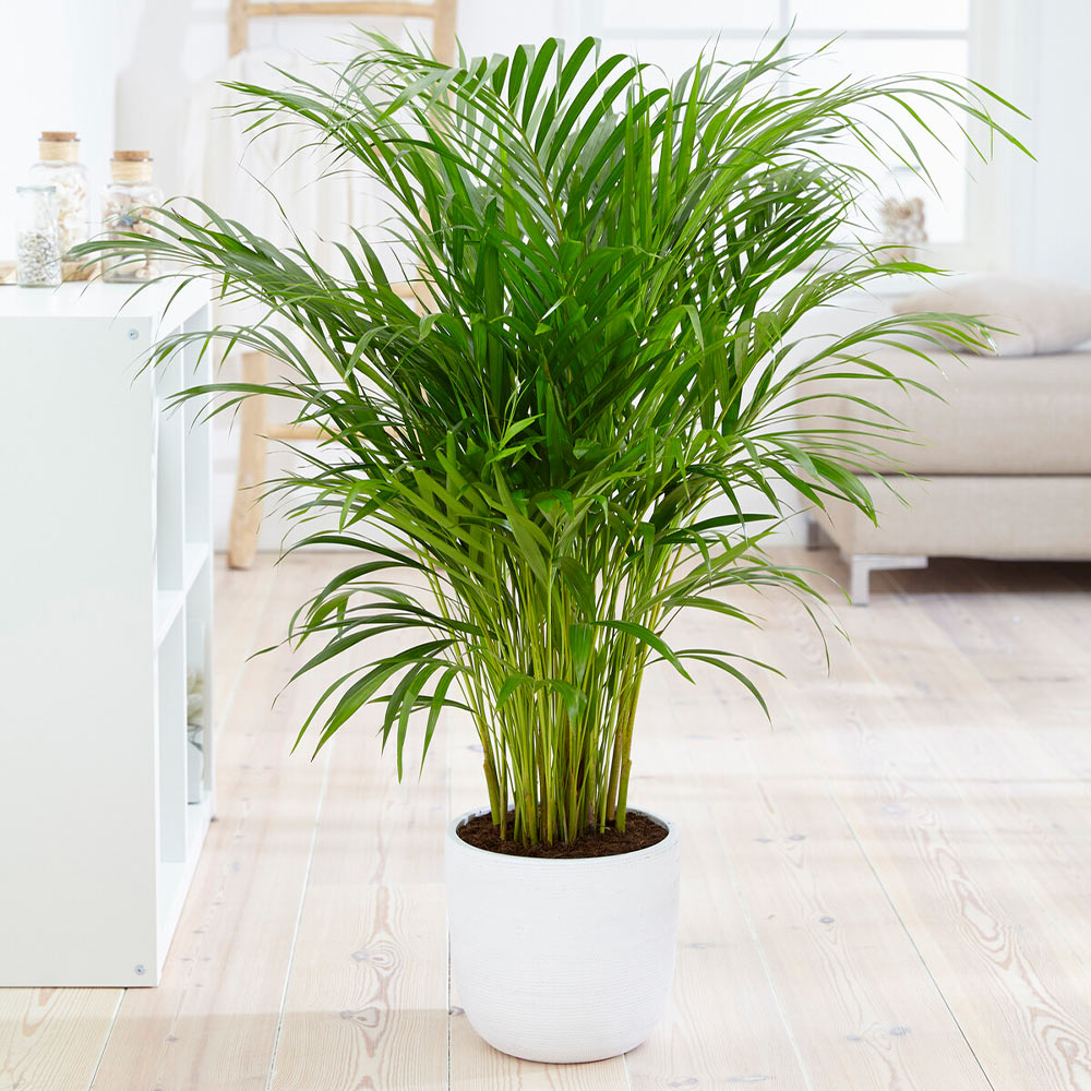 Areca_Palm_4_FGT
