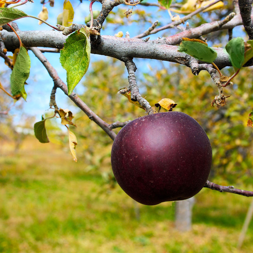 Arkansas_Black_Apple_2_da13cfbf-c6f8-41e0-93a4-ffaac4663bf3