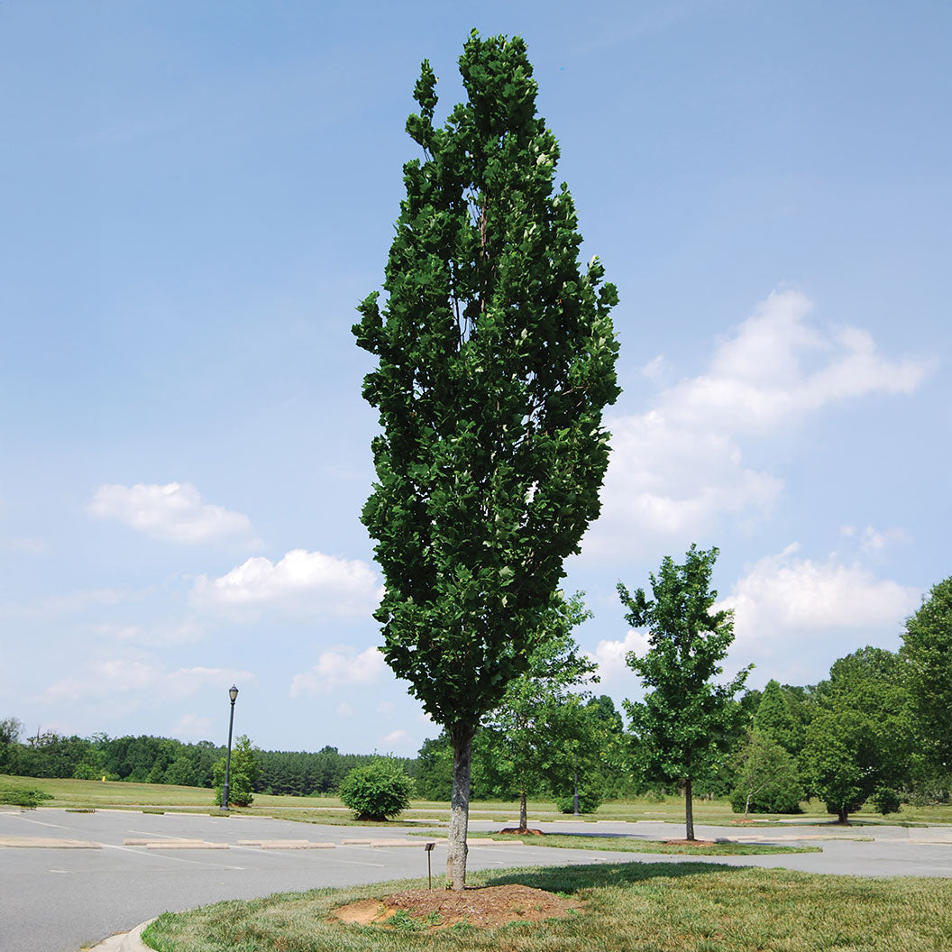 Arnols-Tulip-Poplar-2_88c4bfec-e523-4611-b6df-385f707a2fc7