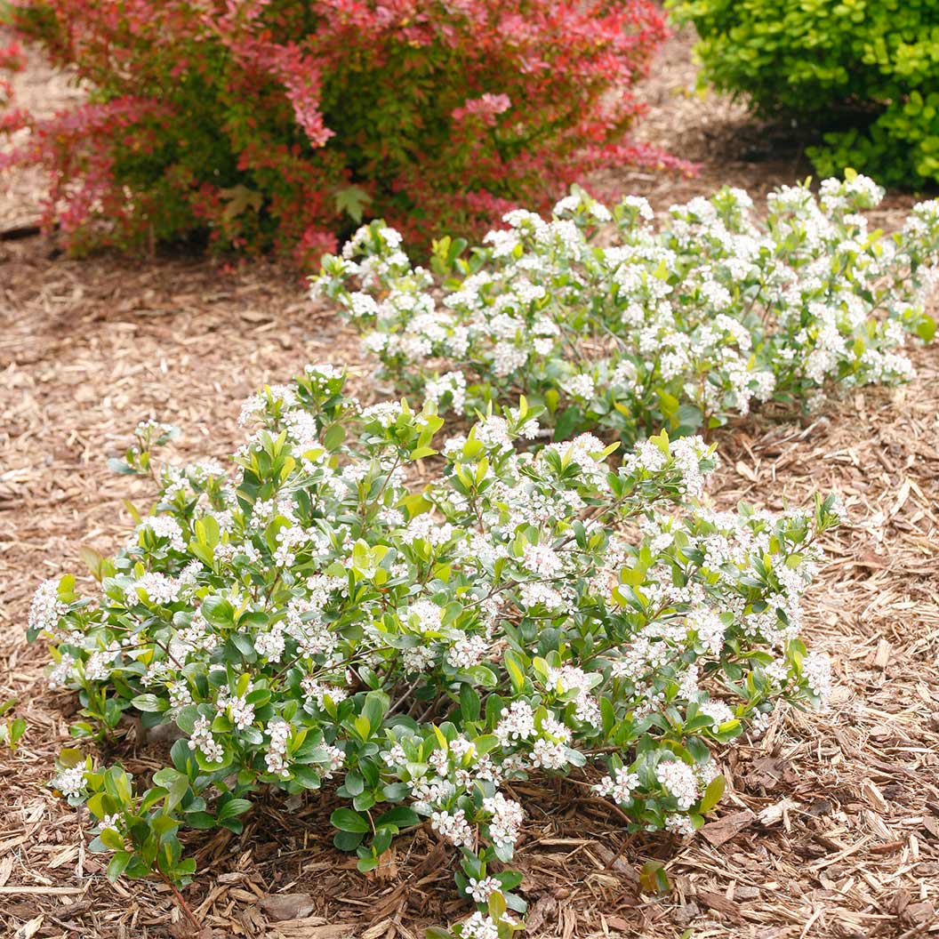Aronia-Low-Scape-Mound-4_fe6b5e88-1cc3-43f5-a684-f1820954cbd7