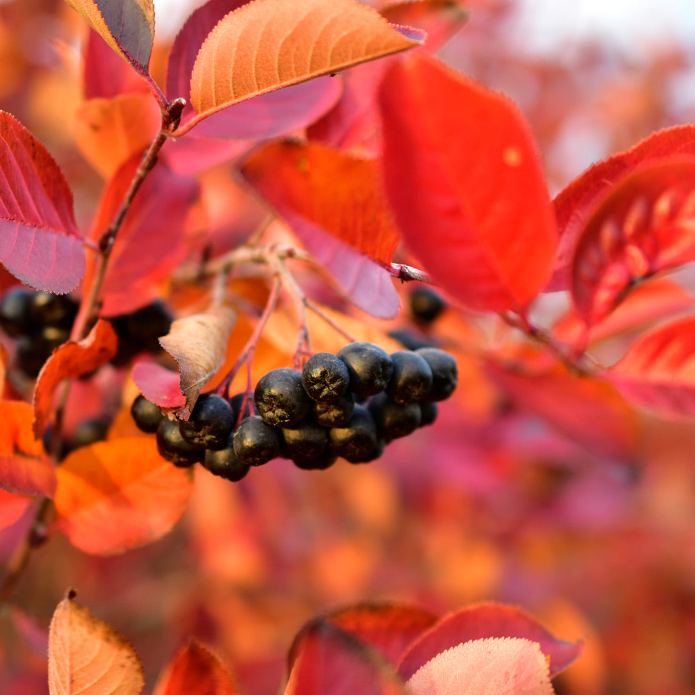 Aronia_Chokeberry_2