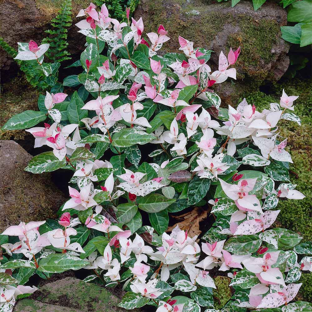 Asiatic_Jasmine_Snow-N-Summer_1_FGT