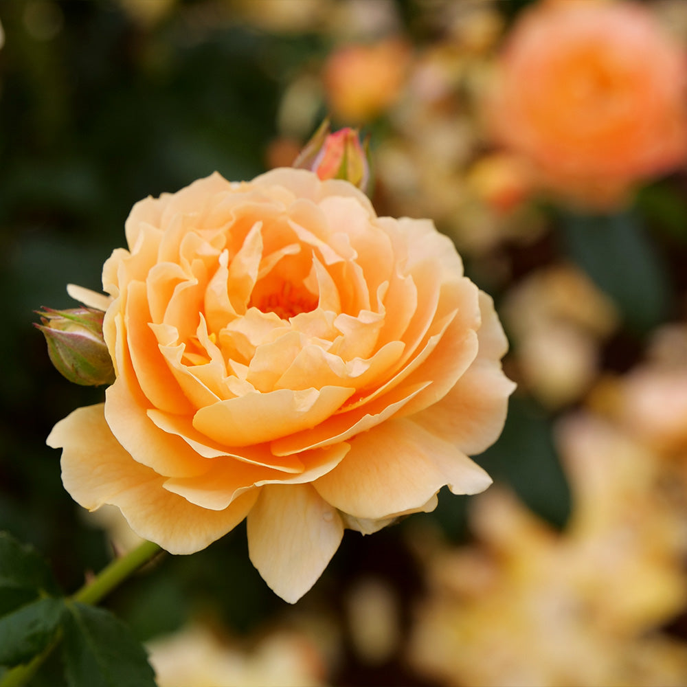 At_Last_Rose3_FGT