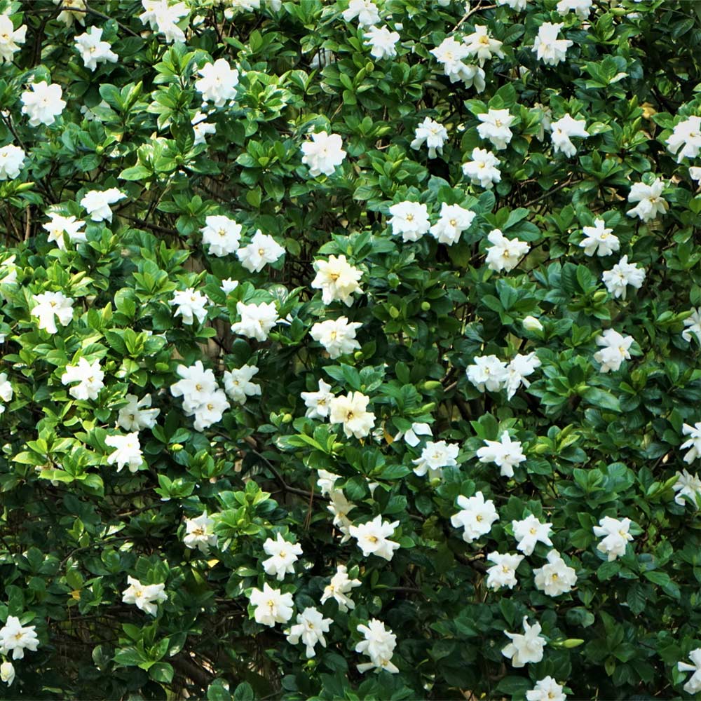 August_Beauty_Gardenia_1_FGT