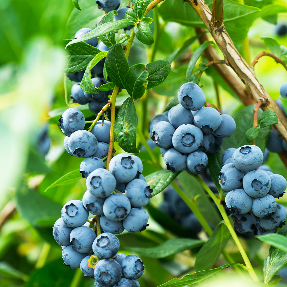 Aurora_Blueberry_1