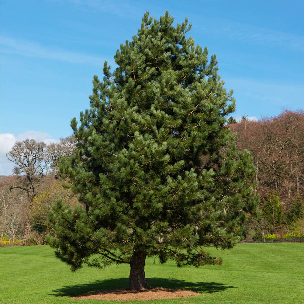 Austian_Pine_Tree_7_FGT