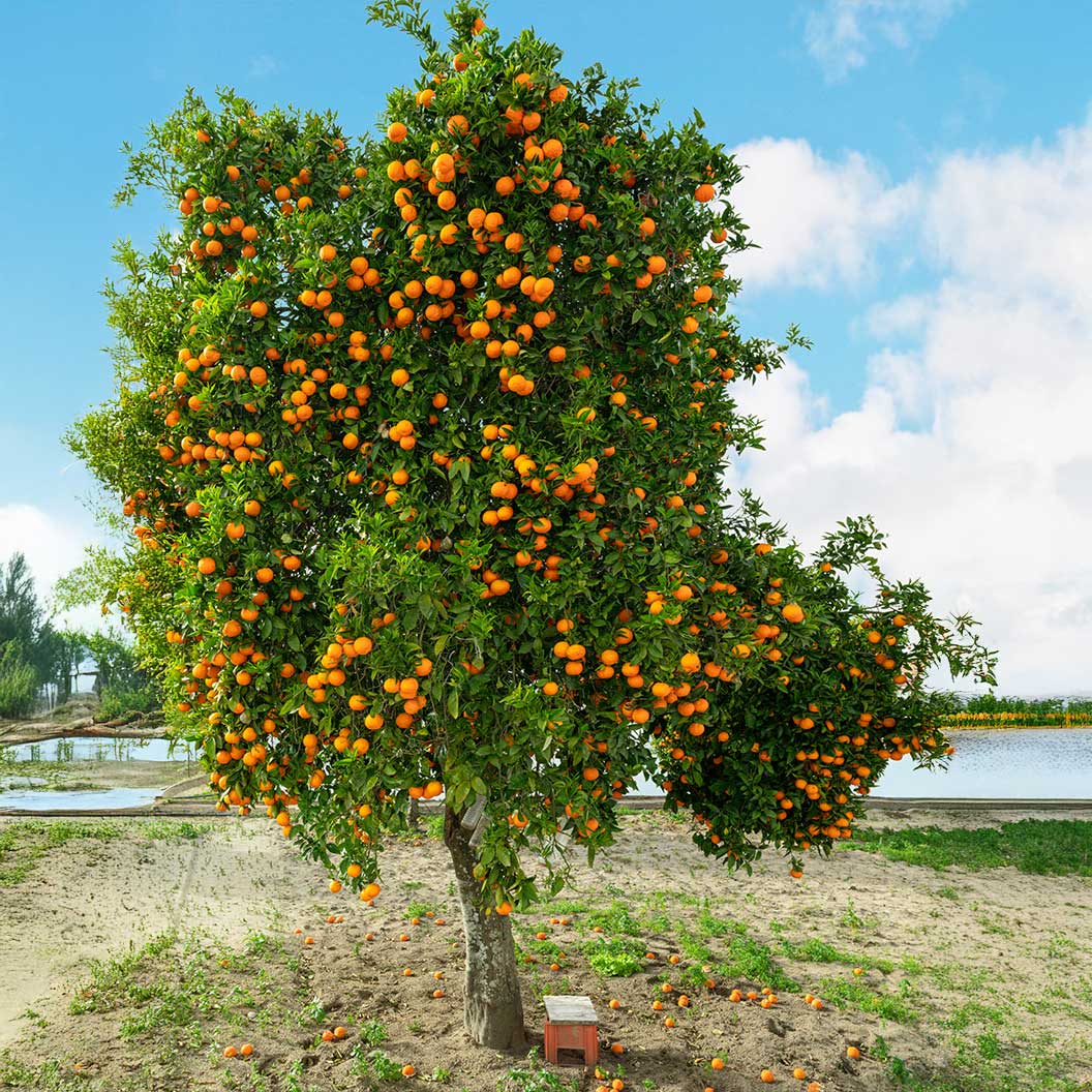 Autumn-GOld-Navel-Orange-1_e8098d80-13bb-448d-996d-3a994d314c9c
