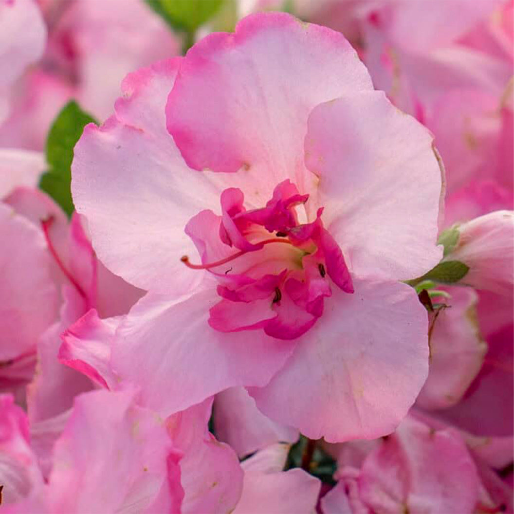 Autumn-Kiss-Encore-Bloom-2_049fac44-3a8e-477e-ba69-7322ed1da6c0