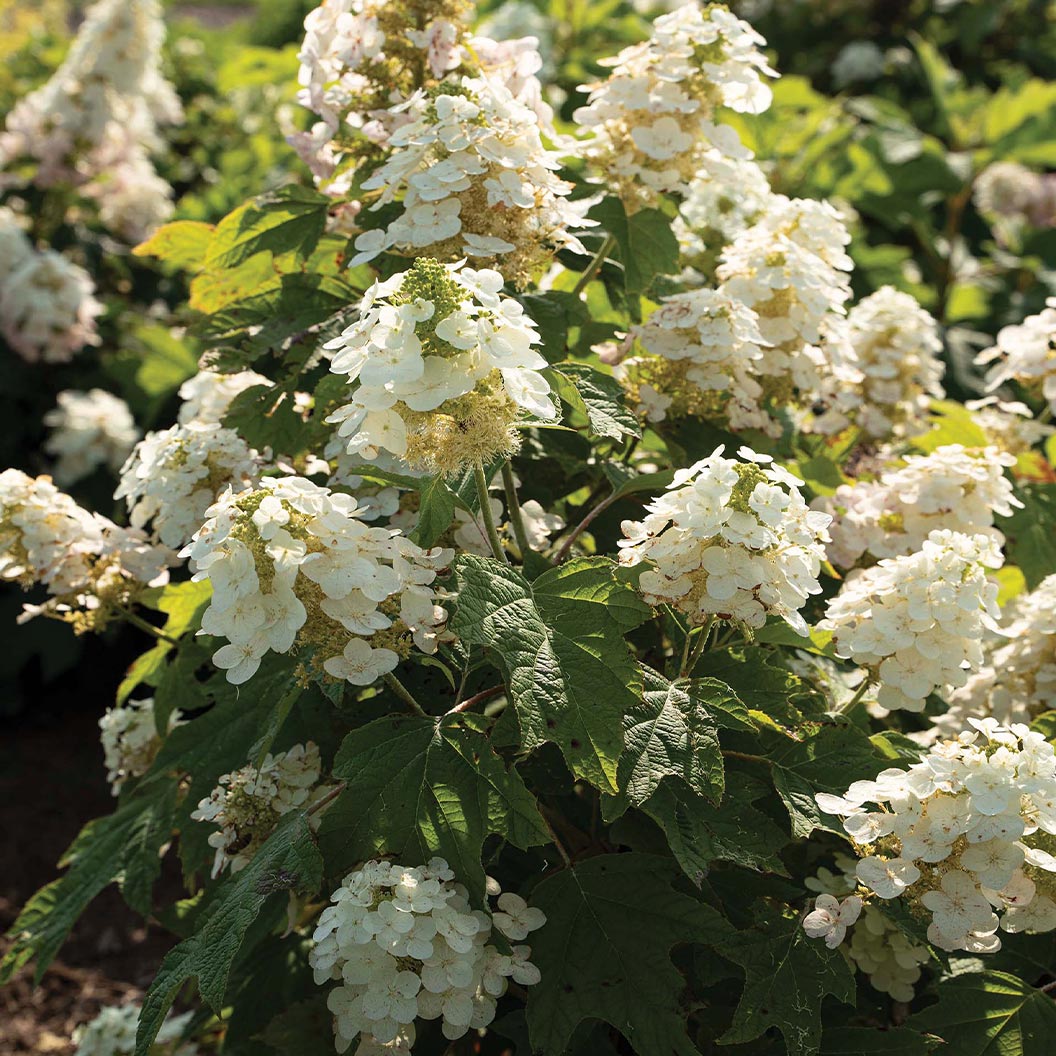 Autumn-Reprise-Hydrangea-Shrub-1_5a3b80fa-f51b-45e6-abad-f797af137239