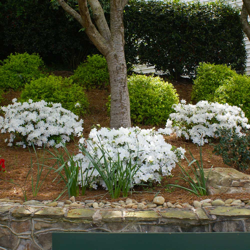 Autumn_Angel_Encore_4