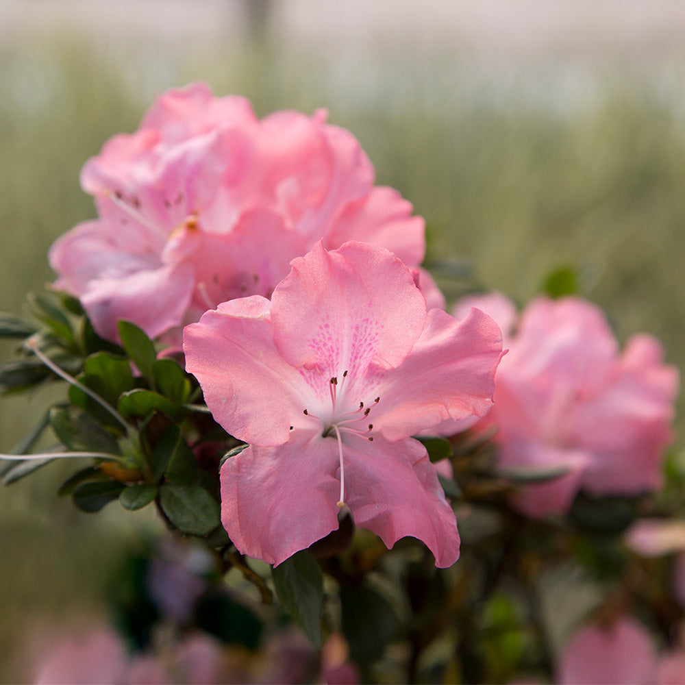 Autumn_Debutante_Encore_2