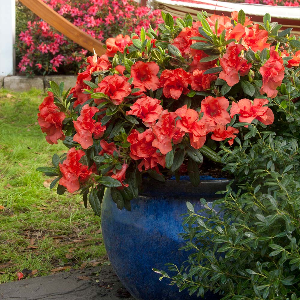 Autumn_Embers_Azalea_4
