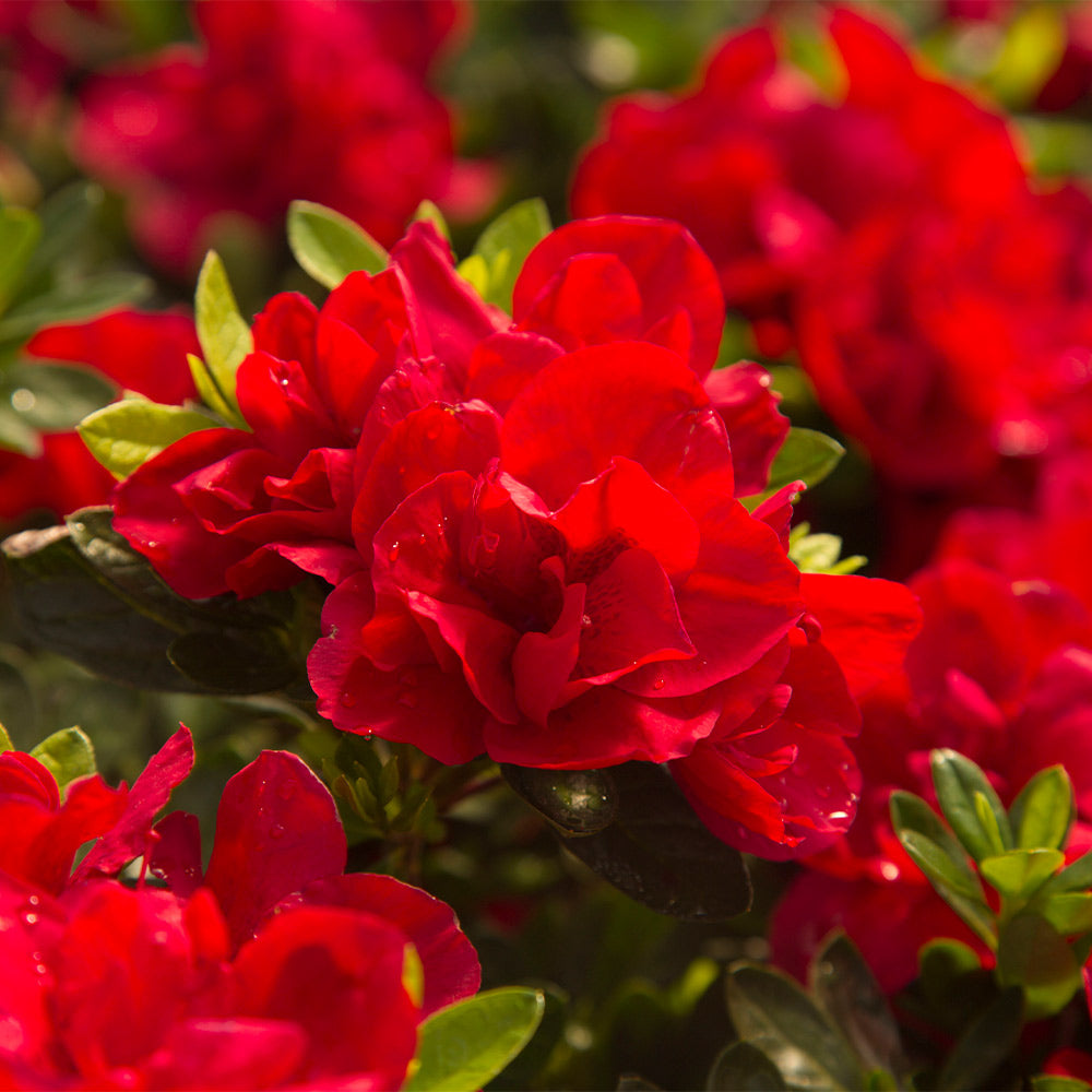 Autumn_Encore_Bonfire_Azaleas_4_FGT