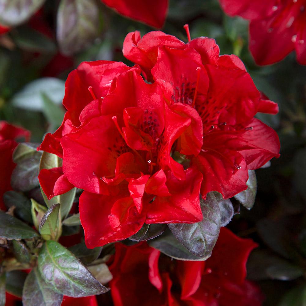 Autumn_Fire_Encore_Azalea_2