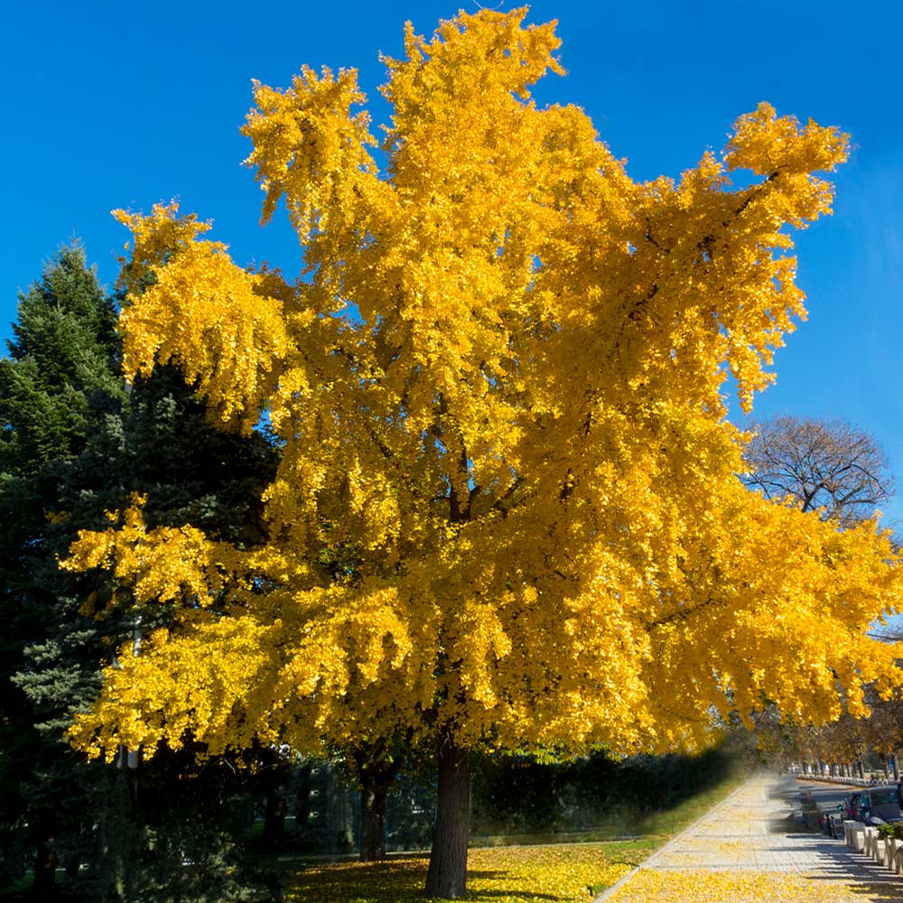 Autumn_Gold_Ginkgo_Biloba_3_FGT