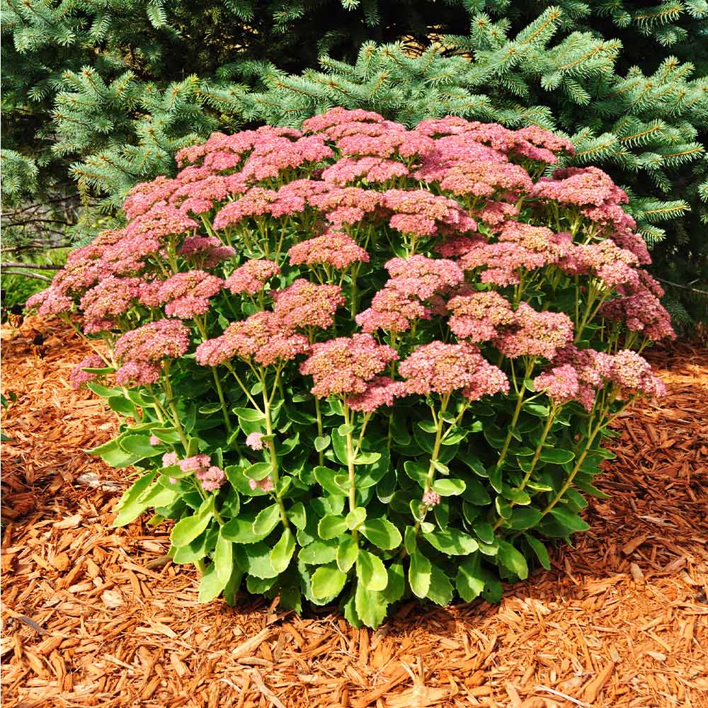Autumn_Joy_Sedum_3